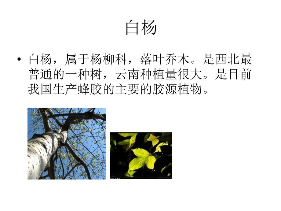 胶源植物资源_第3页