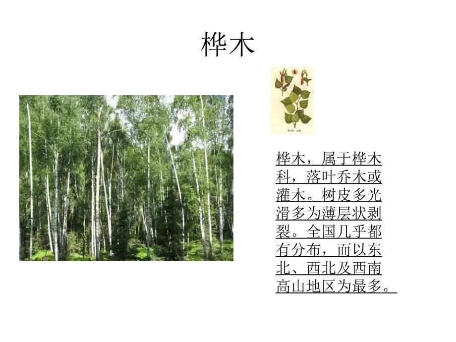 胶源植物资源_第4页