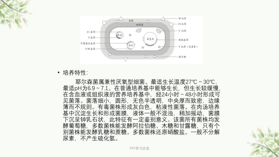 人类与疫病之间的战争课件_第5页