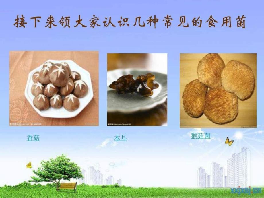 六年级上学期科学食用菌文库.ppt_第4页