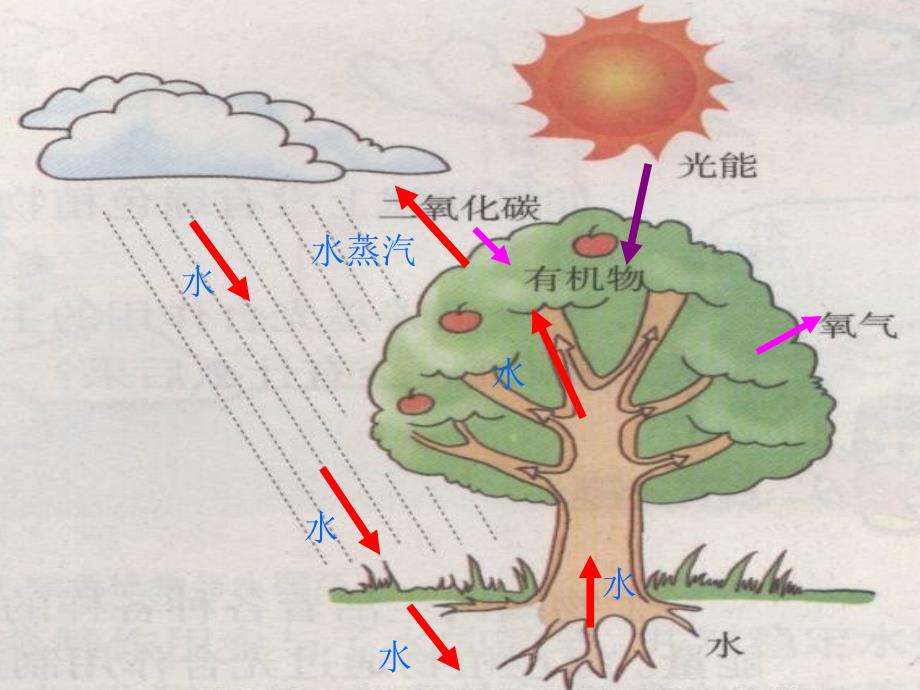 第七章绿色植物在生物圈中的作用ppt课件精品教育_第3页