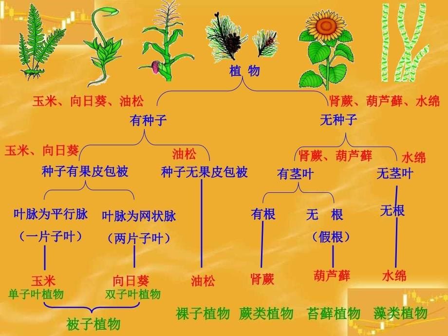 八年级生物尝试对生物进行分类1_第5页