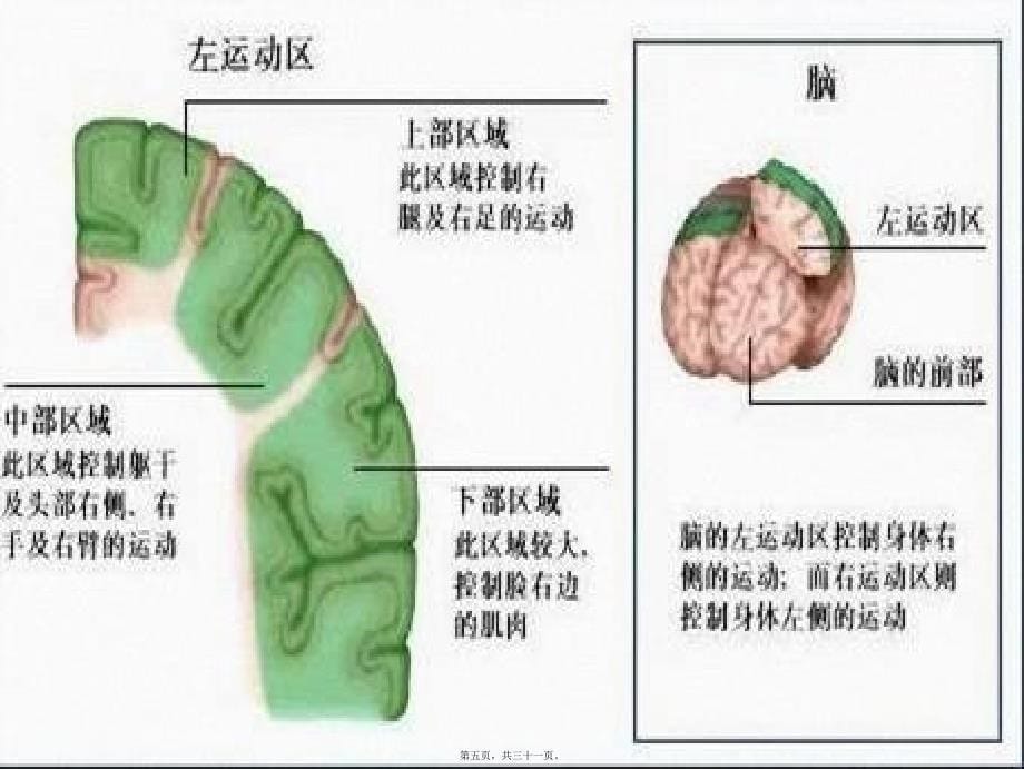 医学专题—偏瘫并发症的处理20418_第5页