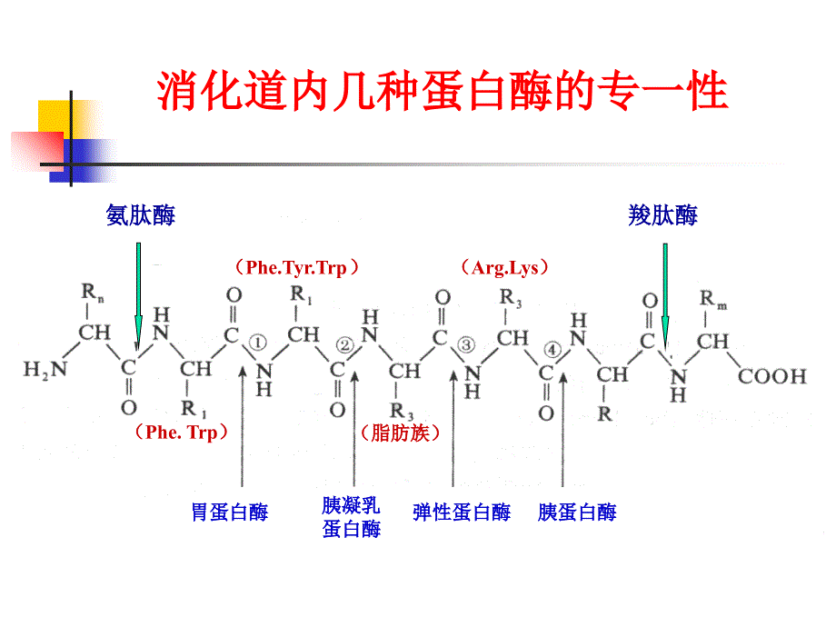 主要含氮化合物的代谢_第3页