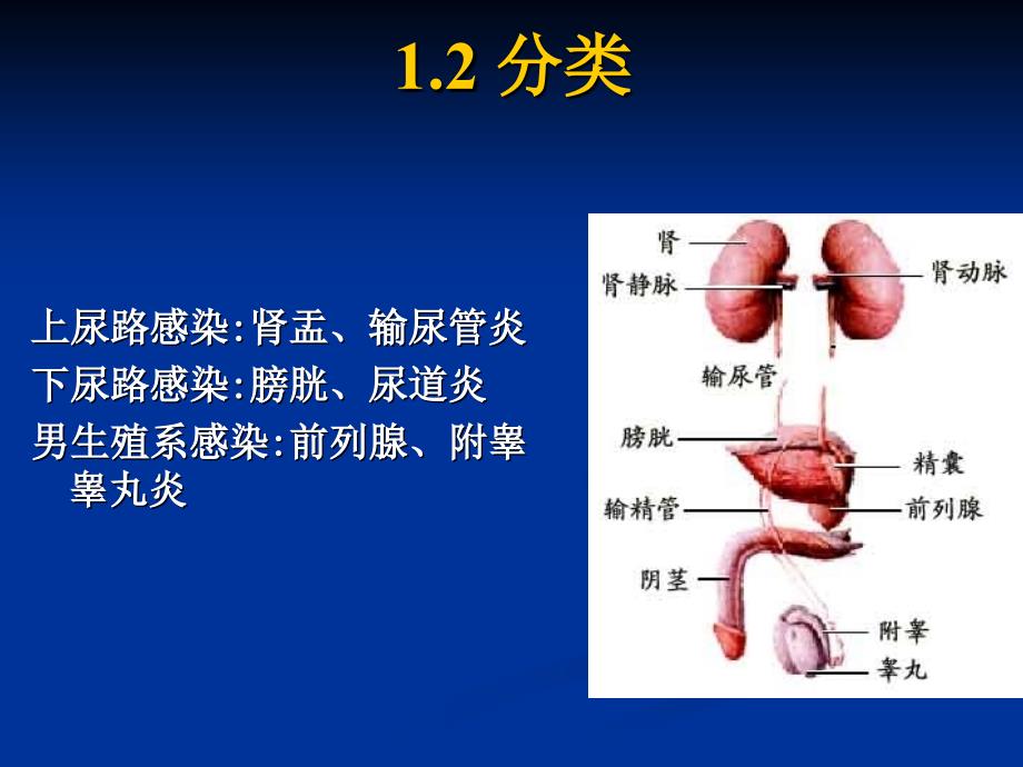 泌尿系统感染课件_第4页