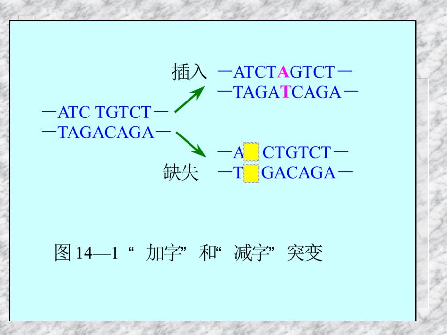 十四章遗传密码和遗传信息的翻译系统_第3页