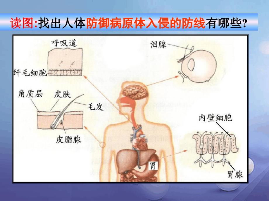 九年级科学下册33身体的防卫课件1新版浙教版1_第3页