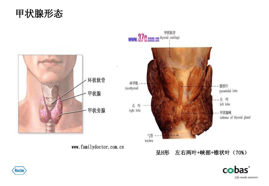 甲状腺功能检测的临床意义.ppt_第3页