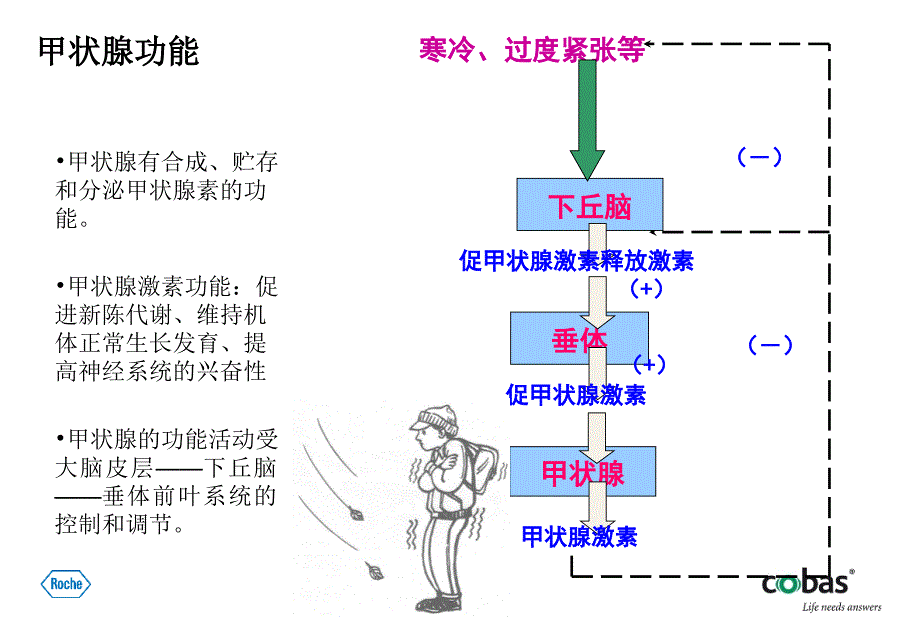 甲状腺功能检测的临床意义.ppt_第4页