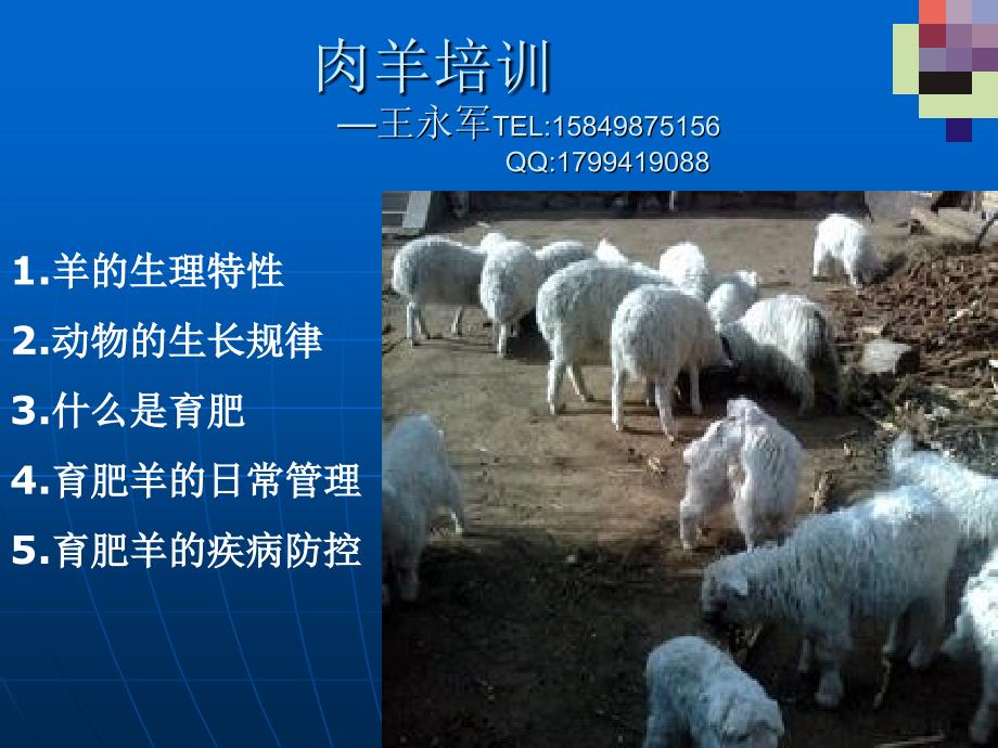 肉羊培训.ppt_第1页