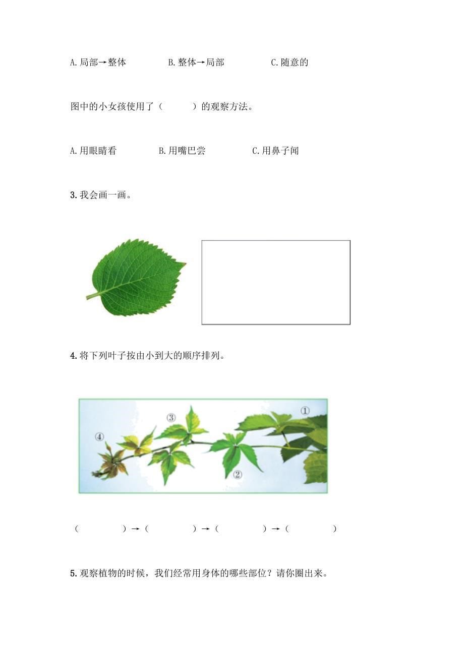 教科版科学一年级上册第一单元《植物》测试卷带答案【培优B卷】.docx_第5页