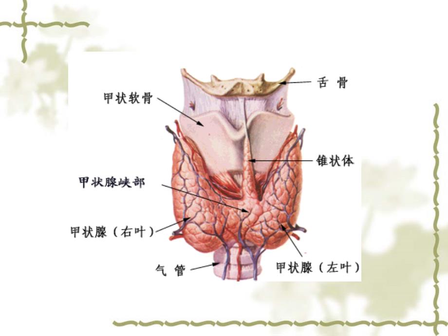 内科学课件甲亢ppt_第3页