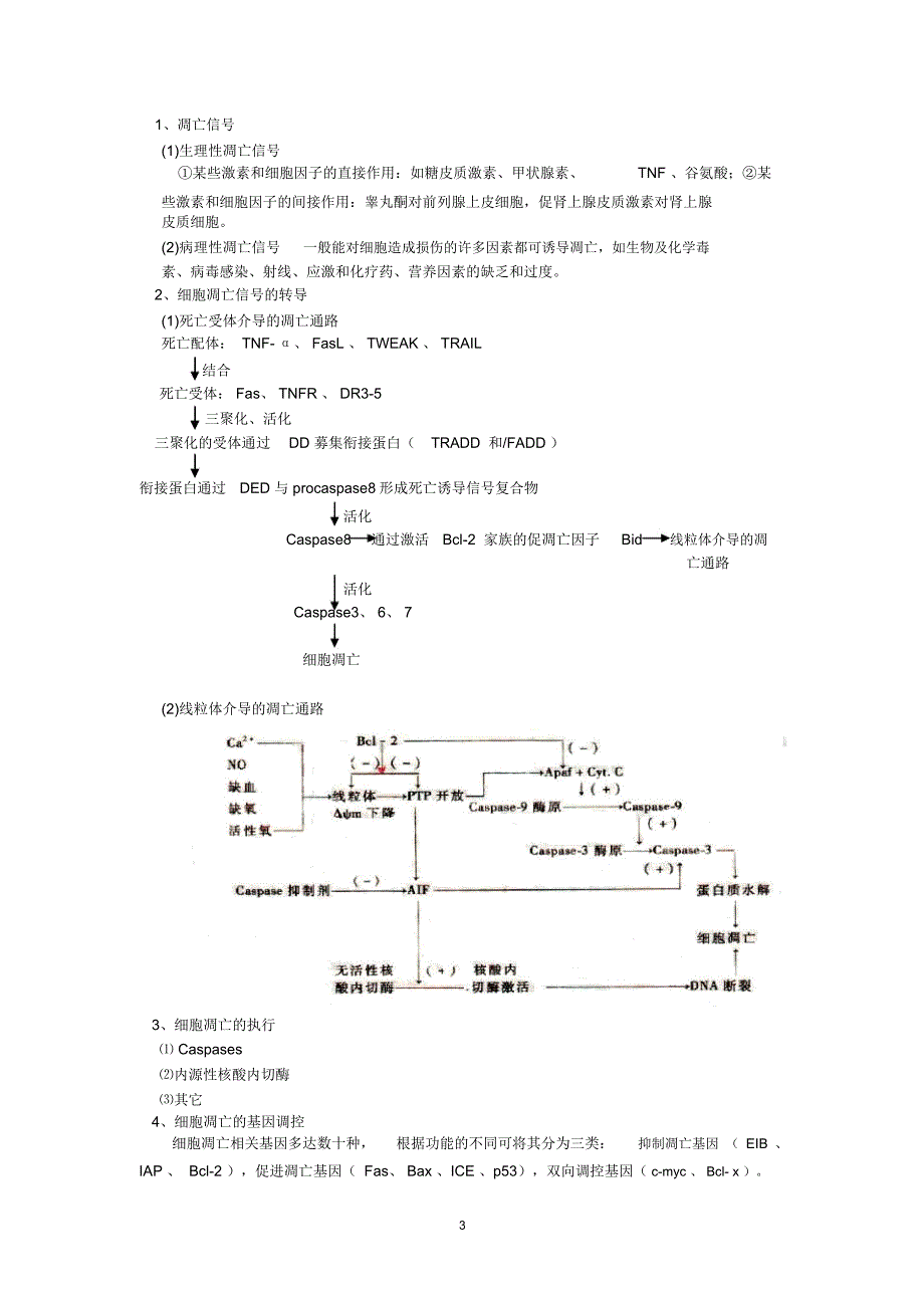 细胞增殖和凋亡异常与疾病_第3页