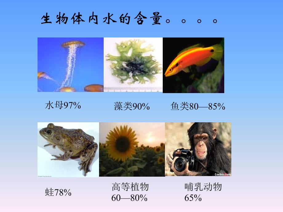 生物的物质基础_第4页