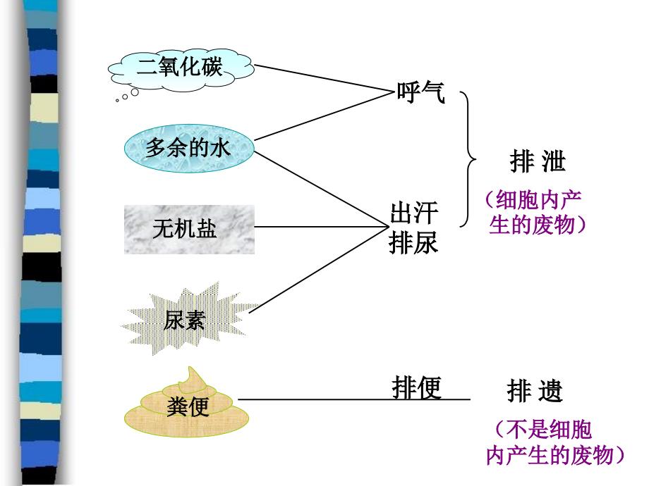 第五章人体内废物的排出复习肖鹏精品教育_第2页