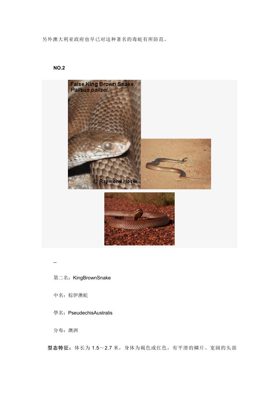 世界上最毒的十种蛇毒蛇世界毒蛇图片_第4页