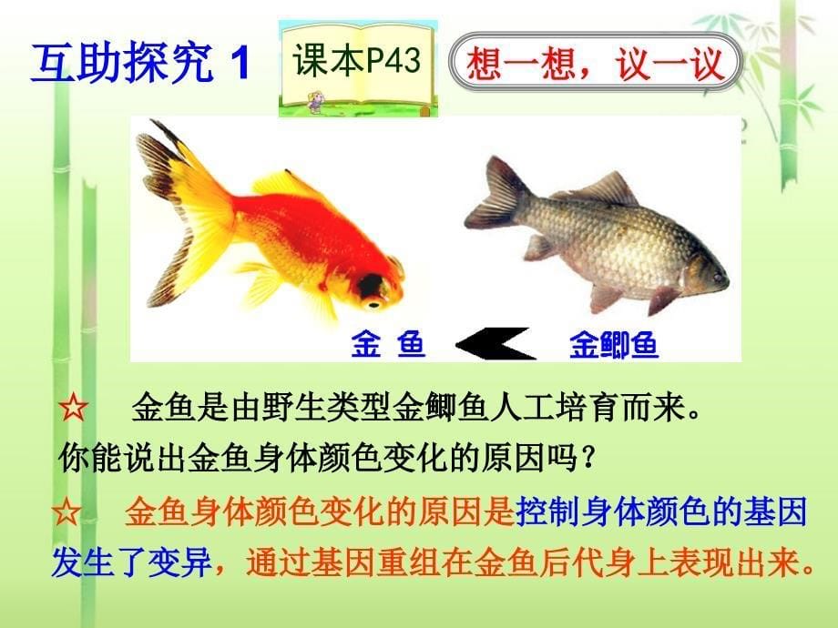 第七单元第二章第五节生物的变异课件_第5页