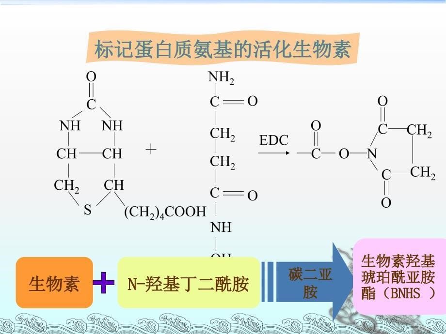 第11章生物素亲合素放大技术_第5页