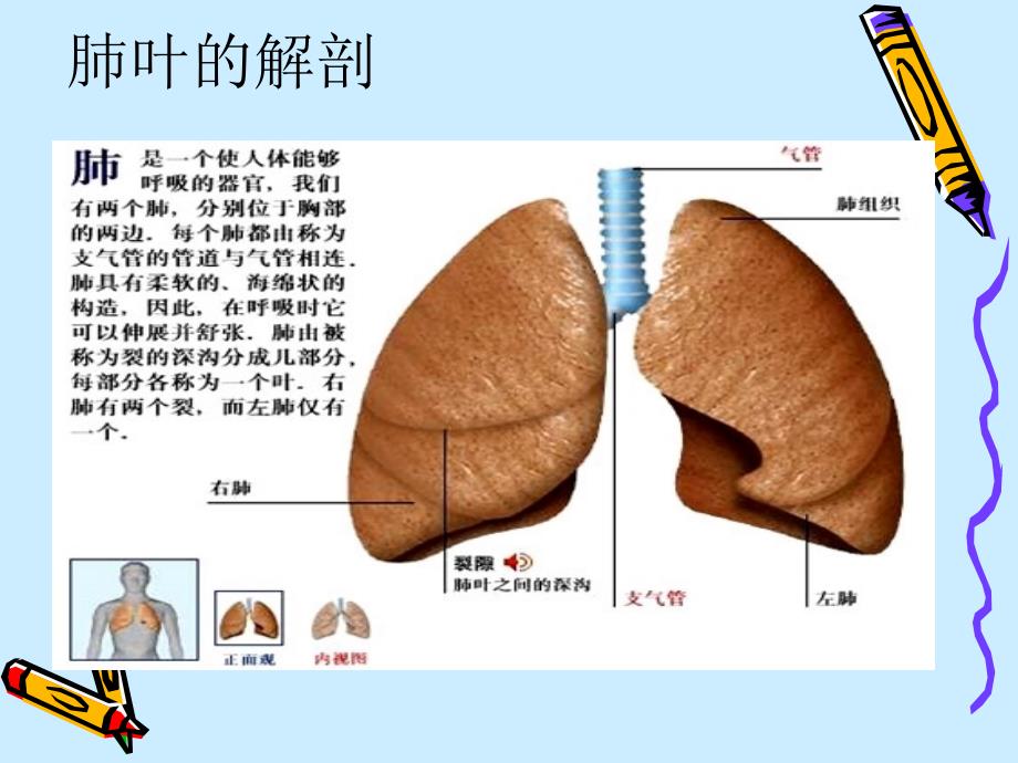 右肺上叶切除术课件.ppt_第3页