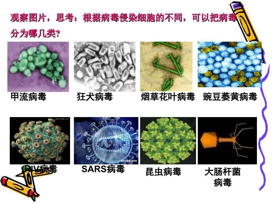 病毒课件高集岗中学程丽辉_第5页