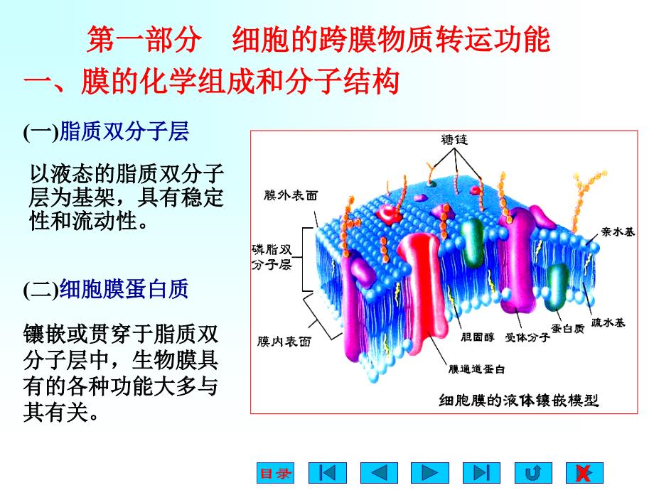 人体的基本生理功能_第2页