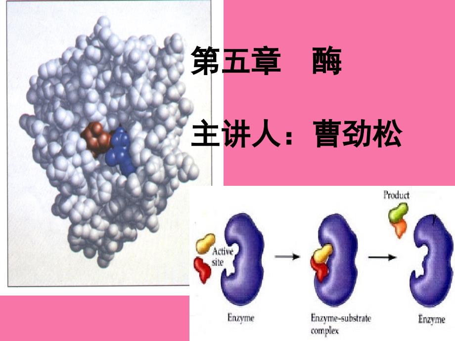 第五部分酶主讲人曹劲松教学ppt课件_第1页