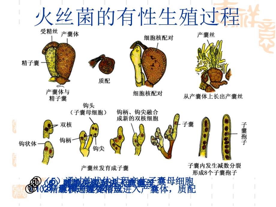 植物学教学课件：第六章 菌物 (Fungi)2_第4页