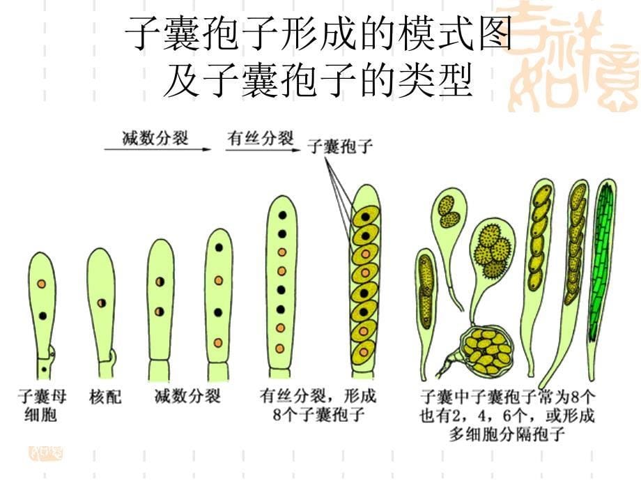 植物学教学课件：第六章 菌物 (Fungi)2_第5页