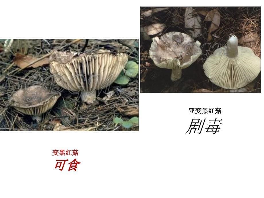 预防植物性食物中毒知识讲座_第5页