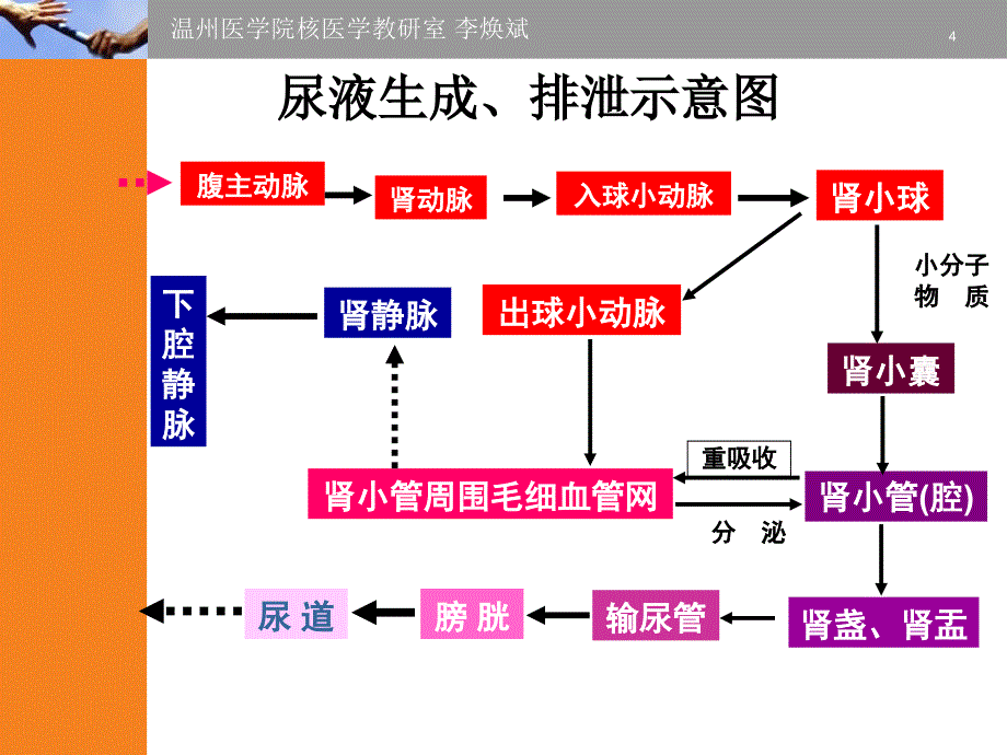 第十五章泌尿系统核医学课件_第4页