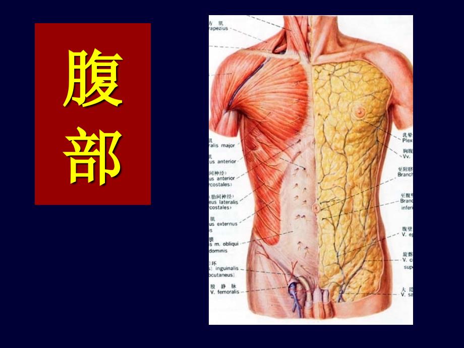 本科局解腹膜后隙_第1页