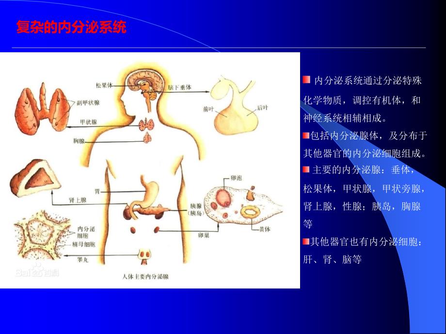 甲状腺的科普宣教课件_第4页