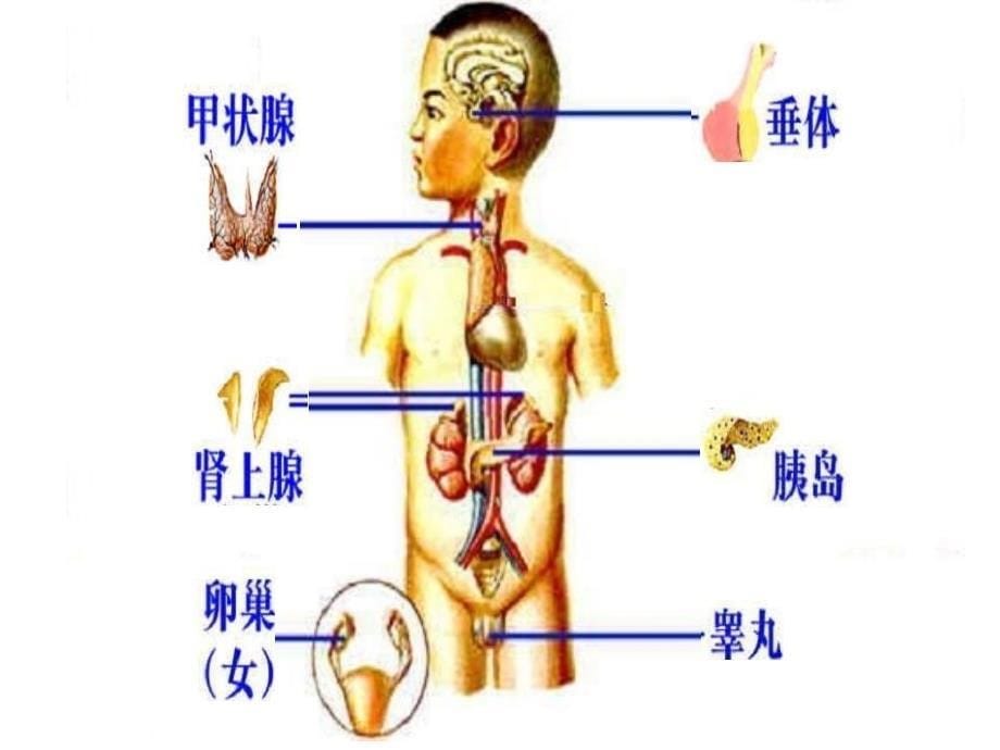 激素调节与神经调节课件应用1_第5页