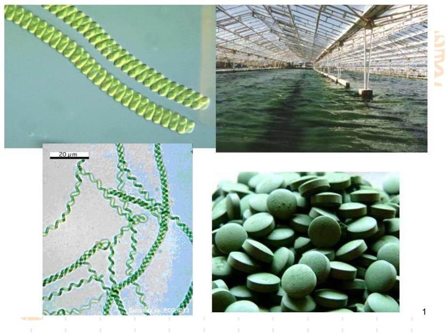 水生化学蓝藻门PPT课件_第1页