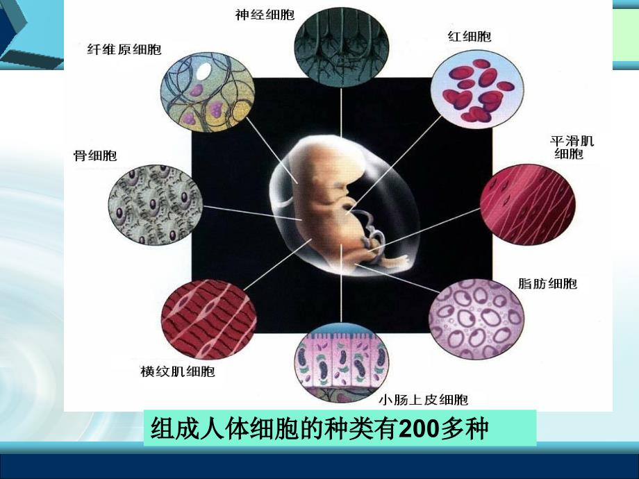 高中生物必修一6.2细胞的分化_第4页