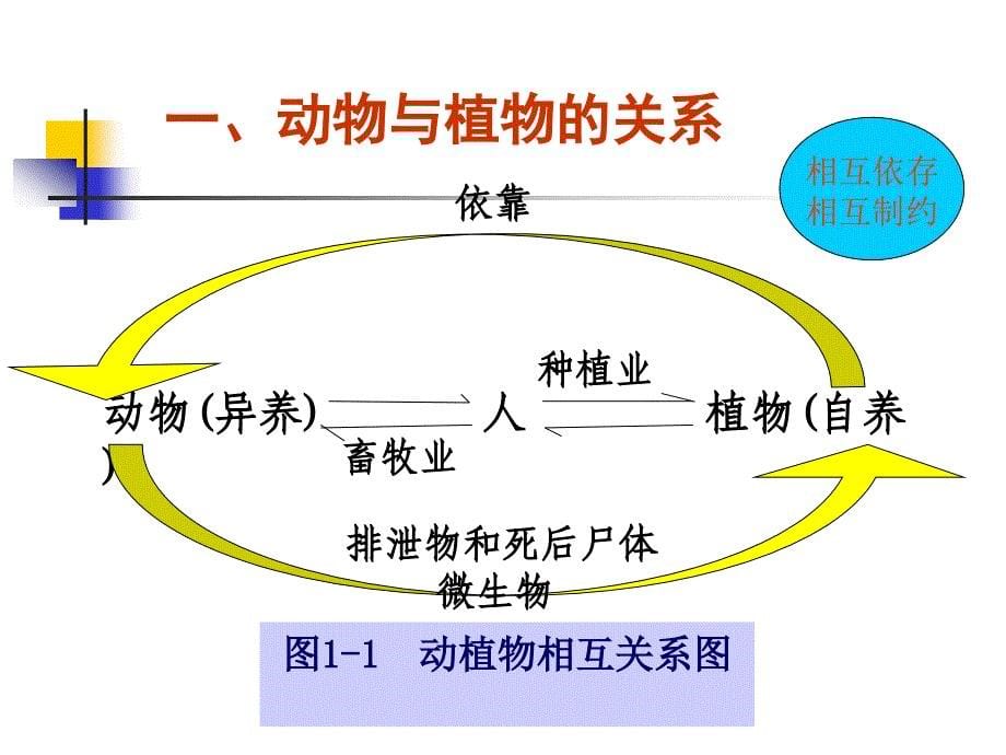 第一章动物与饲料的化学组成_第5页