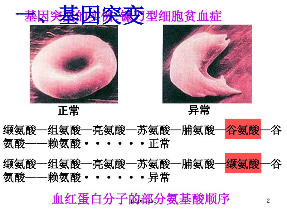 基因突变和基因重组zsc_第2页