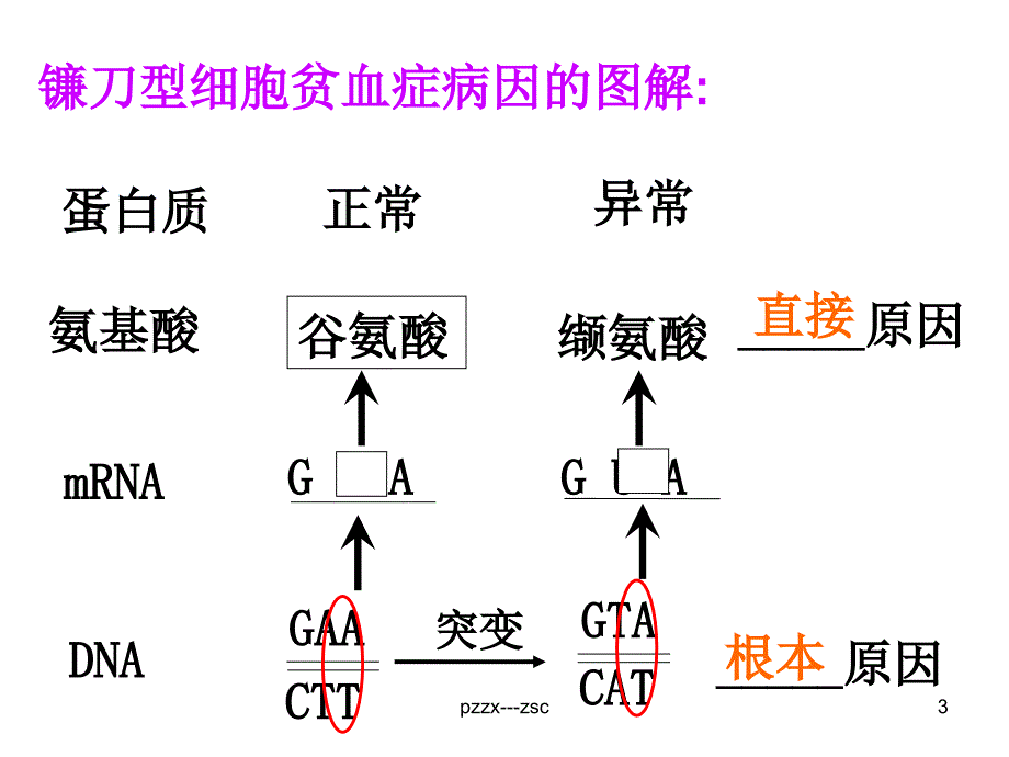 基因突变和基因重组zsc_第3页