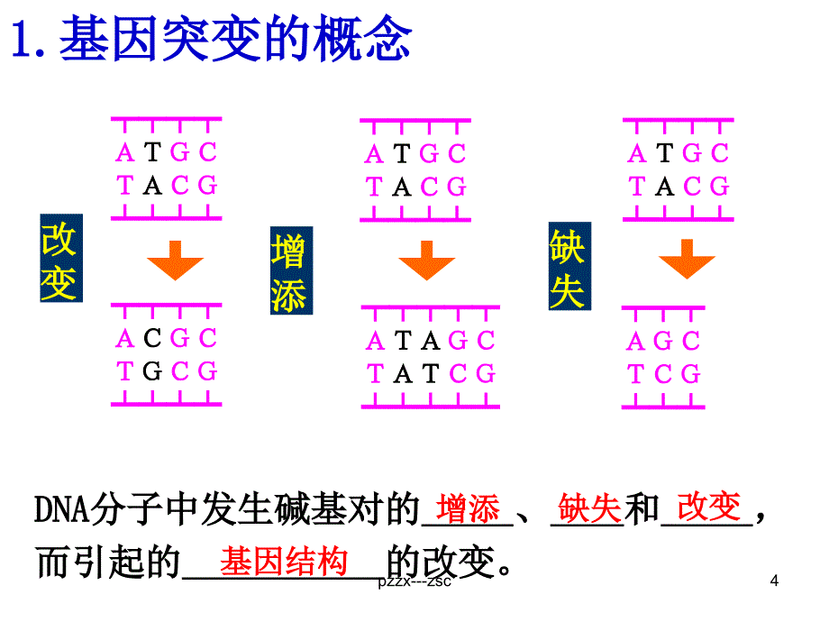 基因突变和基因重组zsc_第4页