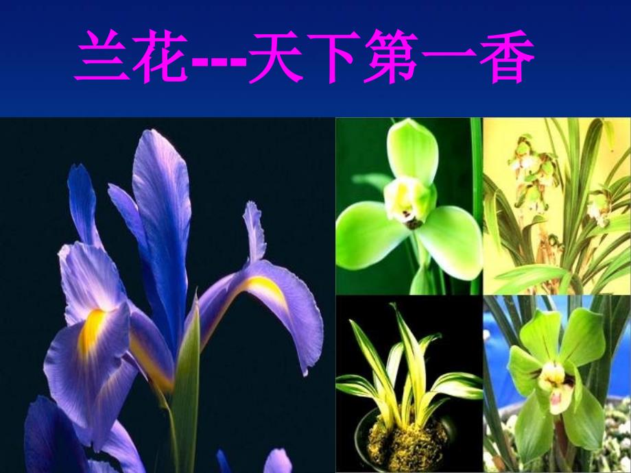 雄蕊和雌蕊PPT课件_第3页