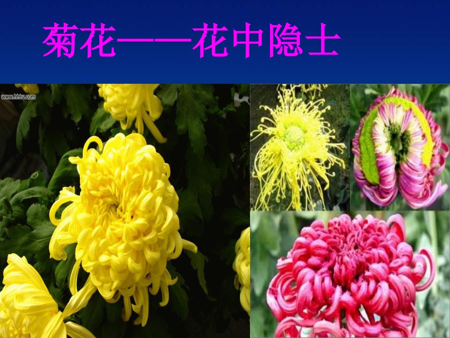 雄蕊和雌蕊PPT课件_第4页