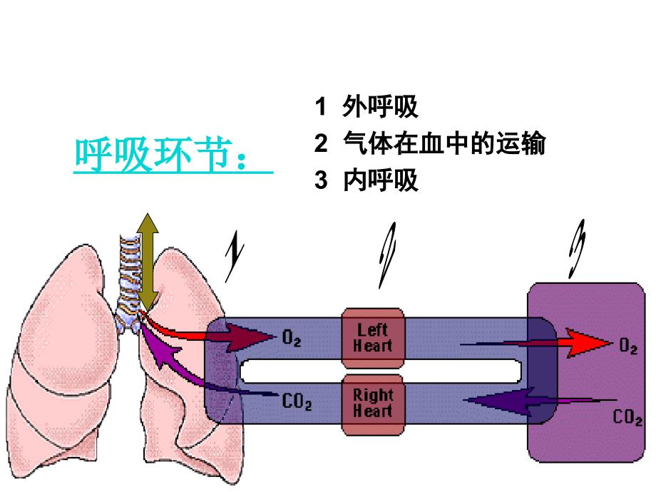 八章节呼吸Respiration_第3页