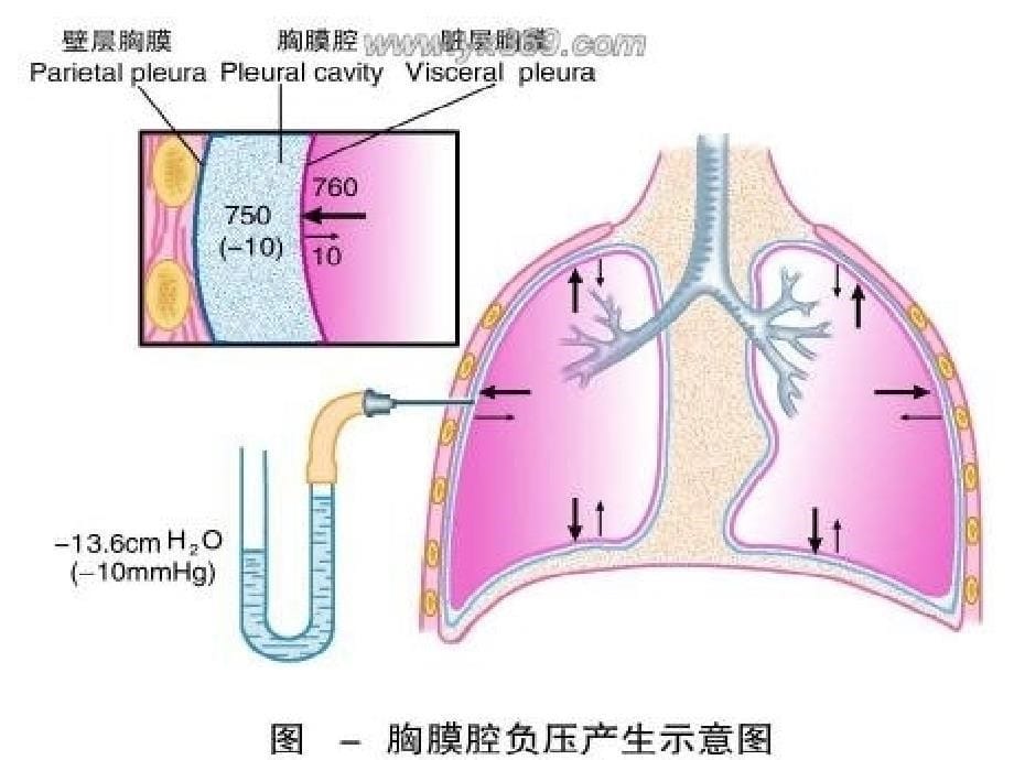 胸腔闭式引流的护理图文_第5页