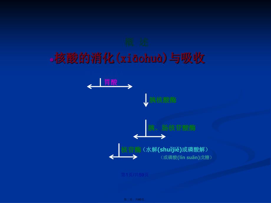 核苷酸级五曾上学习教案_第2页