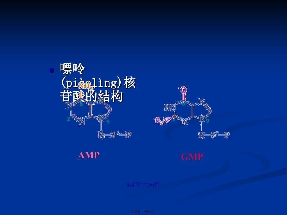 核苷酸级五曾上学习教案_第5页