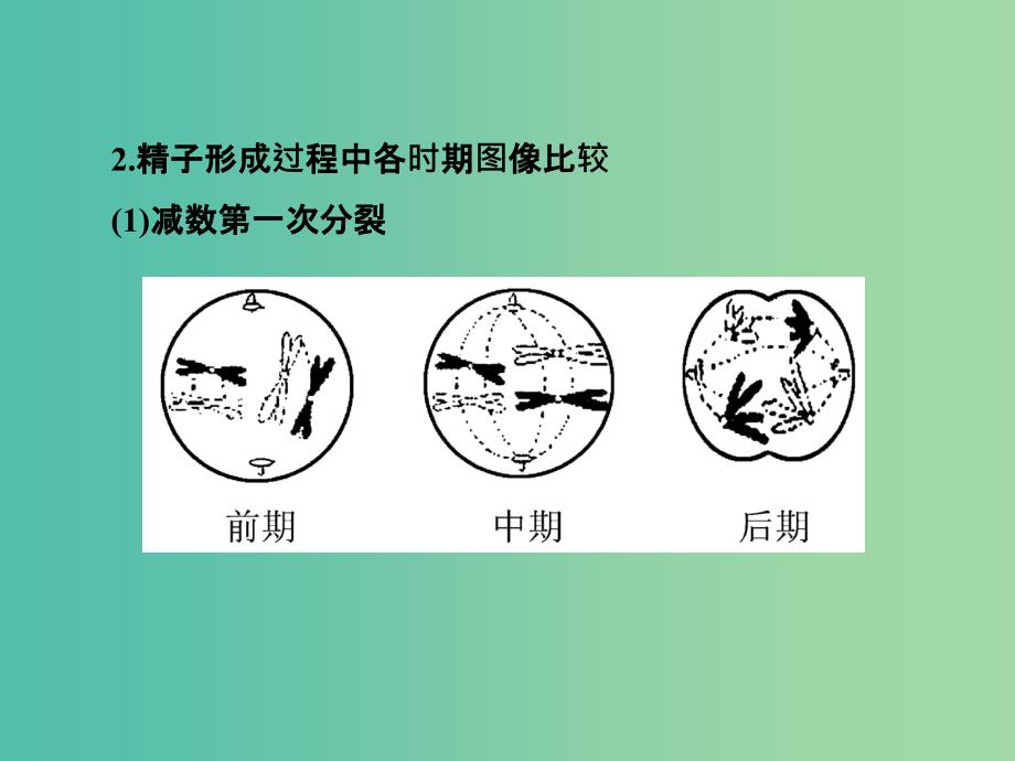 高中生物第二章基因和染色体的关系第1节减数分裂和受精作用第2课时课件新人教版.ppt_第4页