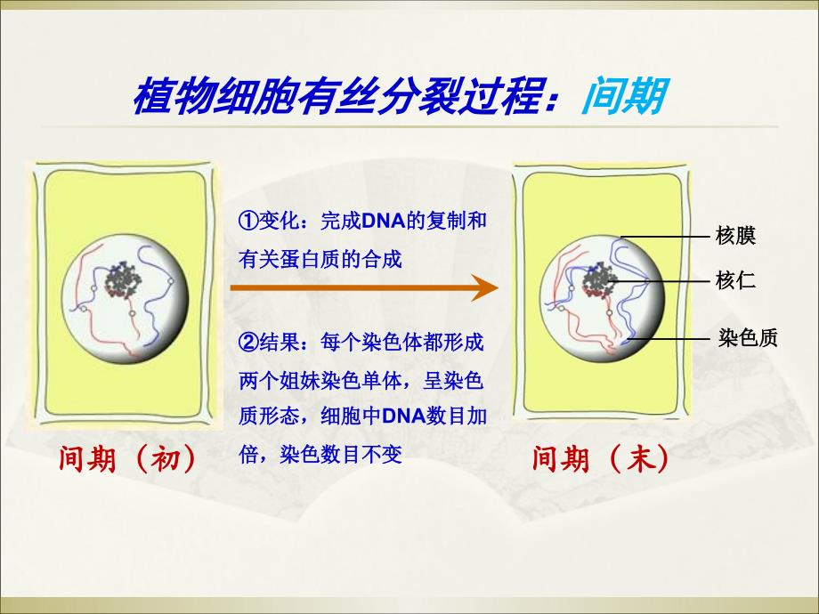 汉水丑生老师的减数分裂和受精作用课件_第4页