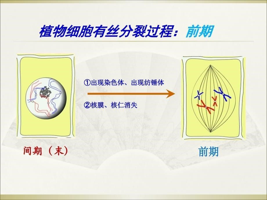 汉水丑生老师的减数分裂和受精作用课件_第5页