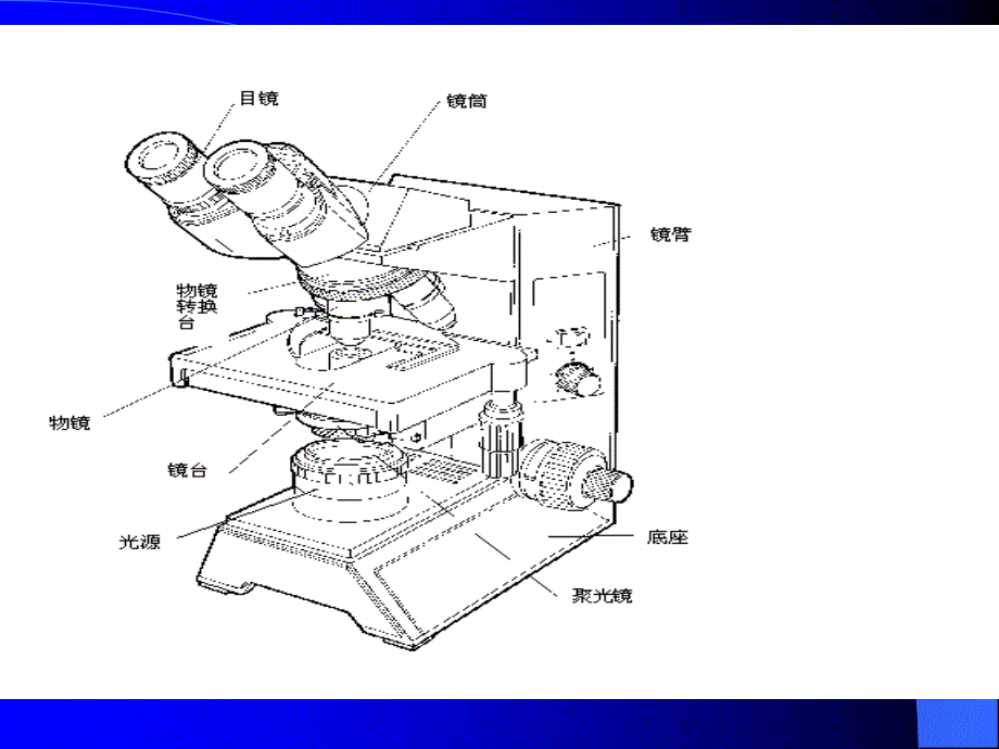 讲义5微生物基本操作规范5制片染色及显微观察_第4页