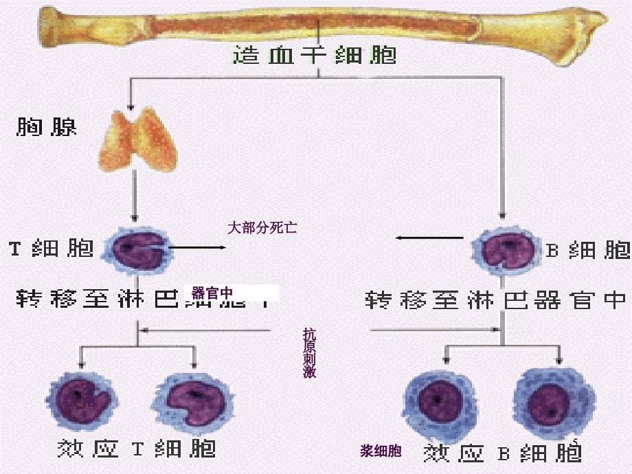 特异性免疫ppt课件_第5页